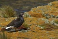 Female Kelp Goose on Bleaker Island