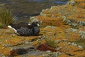Female Kelp Goose on Bleaker Island
