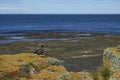 Female Kelp Goose on Bleaker Island