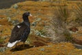 Female Kelp Goose on Bleaker Island