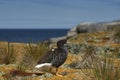 Female Kelp Goose in the Falkland Islands