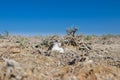 Female of Kentish plover (Charadrius alexandrinus) incubates a clutch