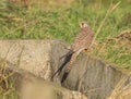 Female Kestrel Royalty Free Stock Photo