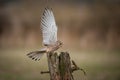 Female Kestrel