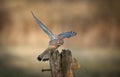 Female Kestrel. Royalty Free Stock Photo