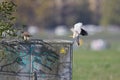 A female kestrel bird is ready to copulate when the male bird is flying from the back.