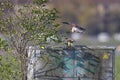 A female kestrel bird is ready to copulate when the male bird is flying from the back.