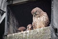 Female kestrel and chicks in bird box Royalty Free Stock Photo