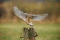 Female kestrel coming in to land Royalty Free Stock Photo