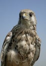 FEMALE KESTREL FALCO TINNUNCULULUS AGAINST BLUE SKU