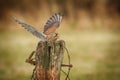 Female kestrel feeding Royalty Free Stock Photo