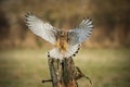 Female kestrel on final approach Royalty Free Stock Photo