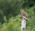 Female kestrel perching on tree stump in rain