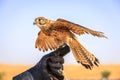 Female Kestrel Royalty Free Stock Photo