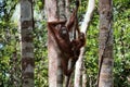 Female with the kid of the orangutan on a tree. Royalty Free Stock Photo