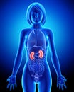 Female kidney anatomy in blue x-ray loop Royalty Free Stock Photo