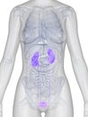 Female kidney
