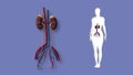Animation of the Female kidney system