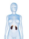 Female kidneys Royalty Free Stock Photo