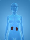 Female kidneys Royalty Free Stock Photo