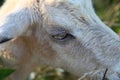 Female Kiko goat close up eye lashes Royalty Free Stock Photo