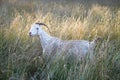 Female Kiko goat sanding in meadow Royalty Free Stock Photo