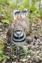 Female Kildeer bird Royalty Free Stock Photo