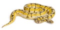 Female Killerbee Royal python, ball python Royalty Free Stock Photo