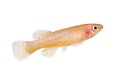 Female Killi Aphyosemion austral Hjersseni gold Aquarium fish isolated on White
