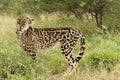 Female King Cheetah (Acinonyx jubatus) South Africa Royalty Free Stock Photo