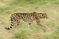 Female King Cheetah (Acinonyx jubatus) South Africa Royalty Free Stock Photo
