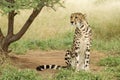 Female King Cheetah (Acinonyx jubatus) South Africa