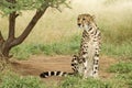 Female King Cheetah (Acinonyx jubatus) South Africa Royalty Free Stock Photo