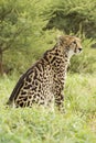 Female King Cheetah (Acinonyx jubatus) South Africa Royalty Free Stock Photo