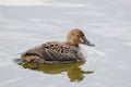 Female King Eider Somateria spectabilis Swimming Royalty Free Stock Photo