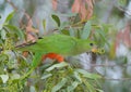 Female king parrot feeds