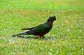 Female King Parrot in the Rain