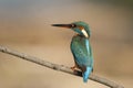Female Kingfisher Royalty Free Stock Photo