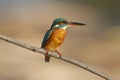 Female Kingfisher Royalty Free Stock Photo