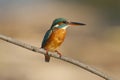 Female Kingfisher