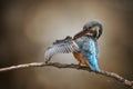 female kingfisher adjust feathers in quiet