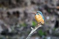 The female Kingfisher Alcedo atthis sits on a twig Royalty Free Stock Photo