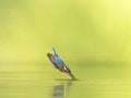 Female Kingfisher diving into the water