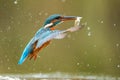 female kingfisher fish Royalty Free Stock Photo