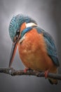 female kingfisher looking around