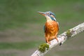 Female Kingfisher