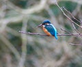 A female kingfisher sitting in a tree