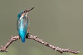 Female kingfisher portrait