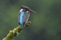 Kingfisher posing in the rain Royalty Free Stock Photo