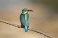 Female Kingfisher seen from the Back